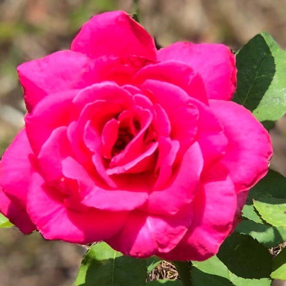 renate462
